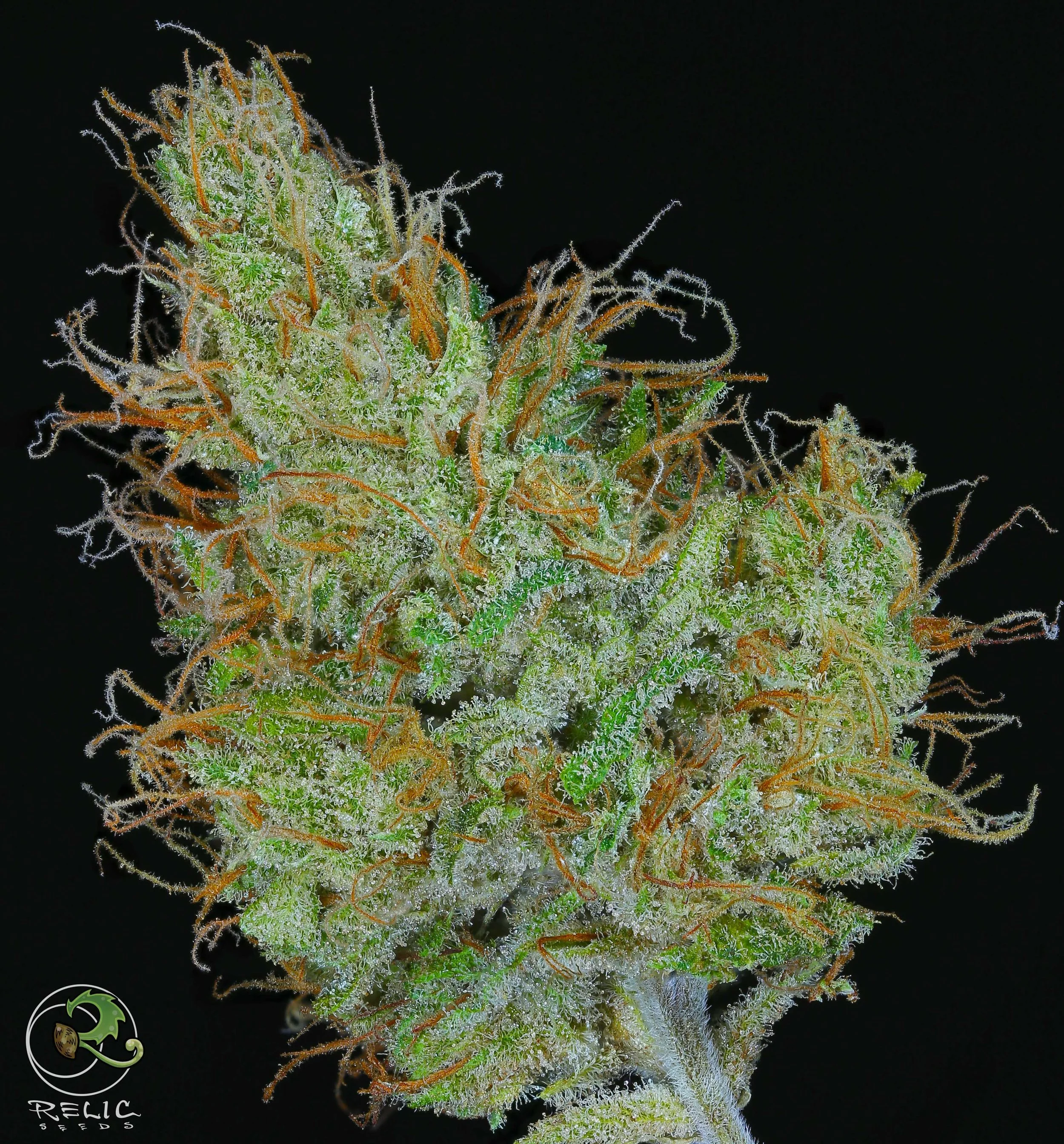 Genetics — Relic Seeds